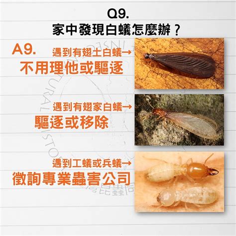 木頭白蟻處理|白蟻怕什麼？防治消滅方法整理包：防堵白蟻入侵5點。